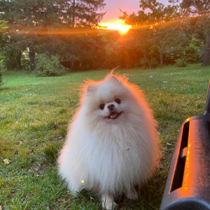 Spîtz au coucher du soleil