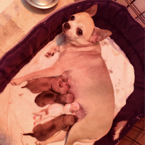 Polly et ses bébés