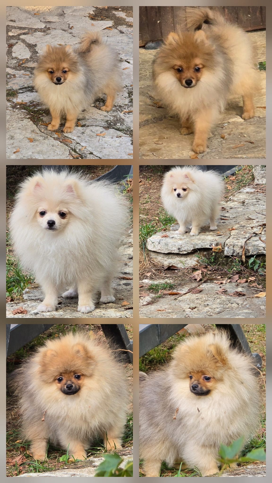 bébés spitz